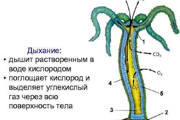 Как зайти на кракен тор